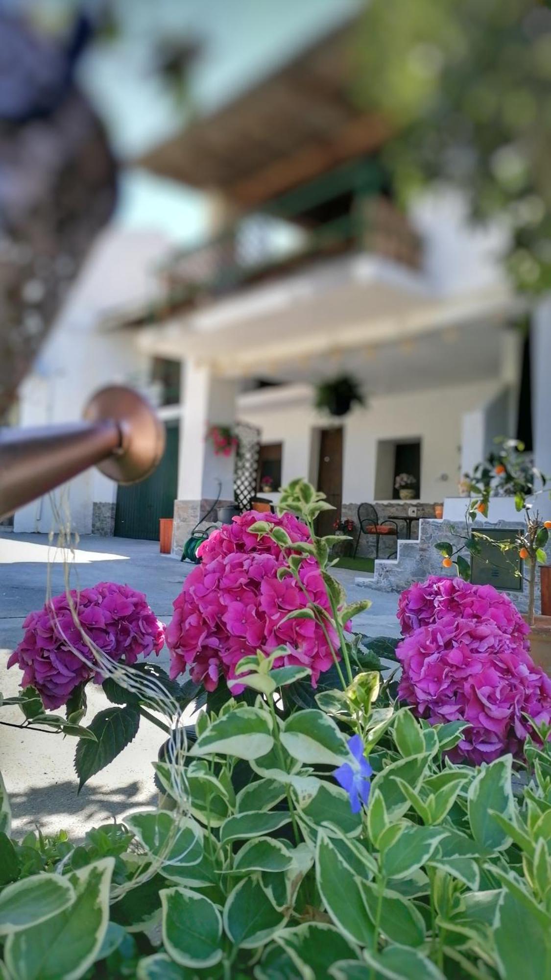 La Casa De La Abuela Apartment Pinos Genil Ngoại thất bức ảnh