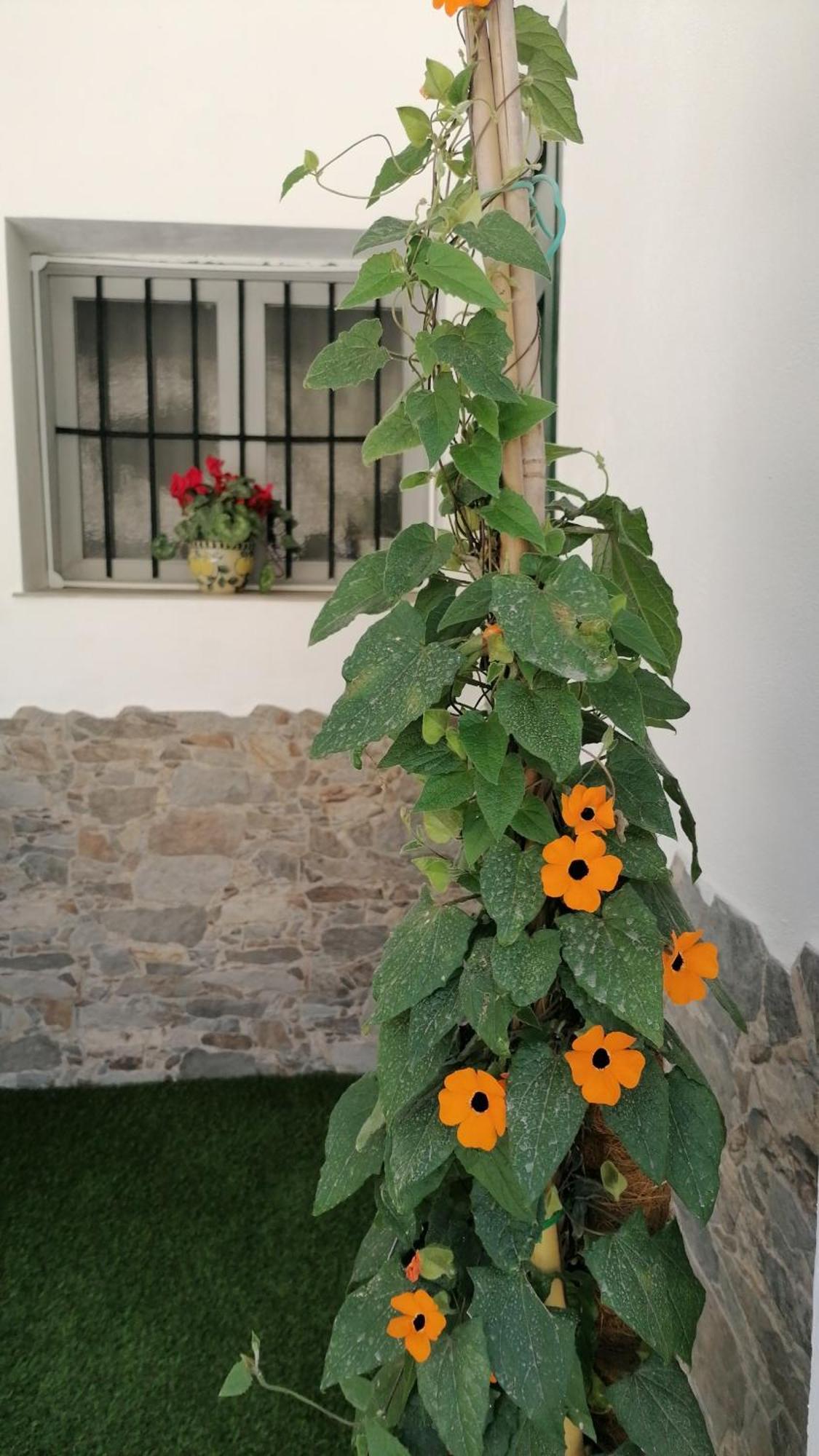 La Casa De La Abuela Apartment Pinos Genil Ngoại thất bức ảnh
